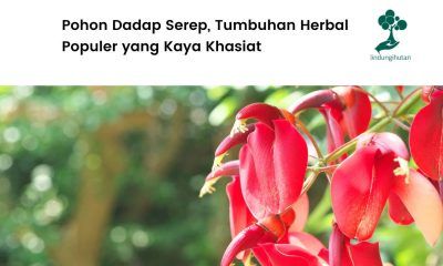 Mengenal pohon dadap.
