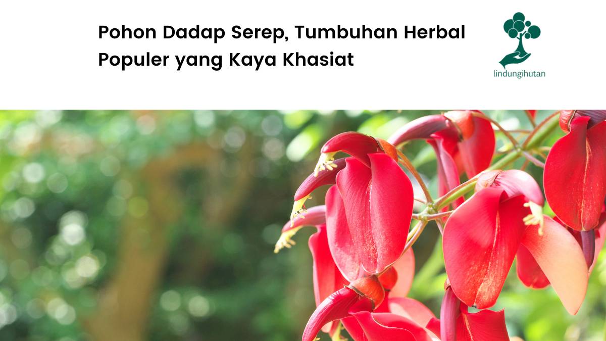 Mengenal pohon dadap.