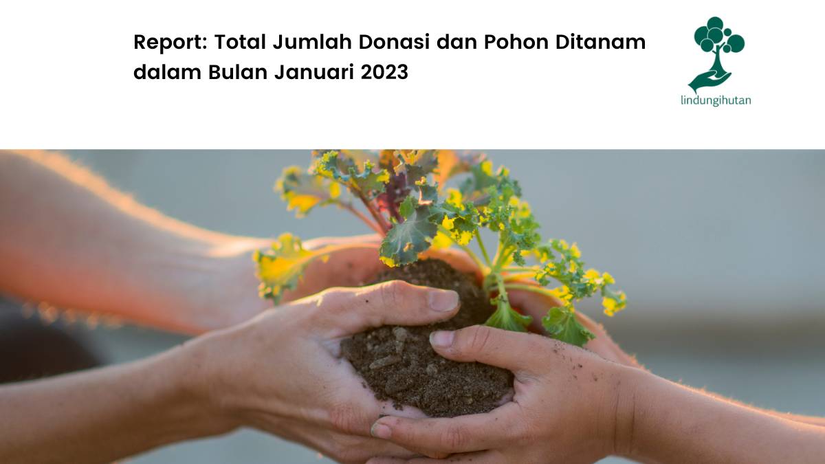 Total donasi pohon LindungiHutan Bulan Januari 2023.