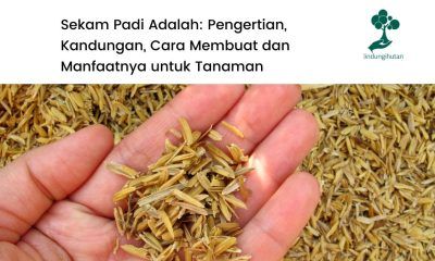 Pengertian sekam padi, kandungan, cara membuat dan manfaat