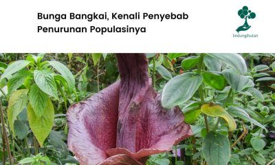 Mengenal bunga bangkai.
