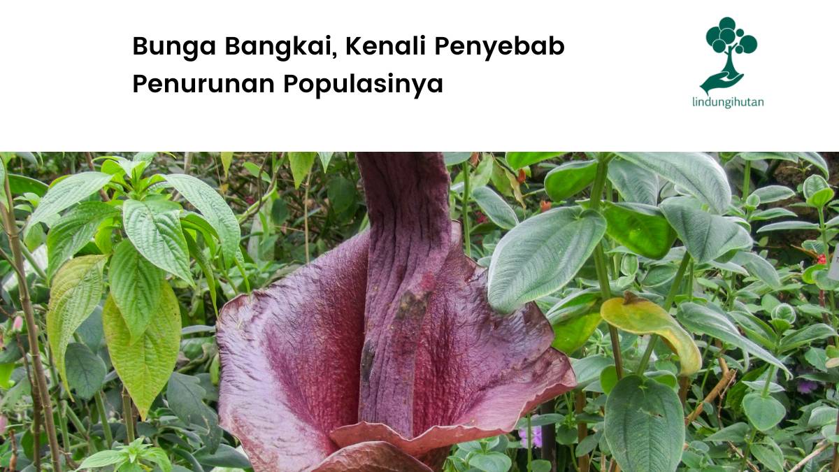 Mengenal bunga bangkai.