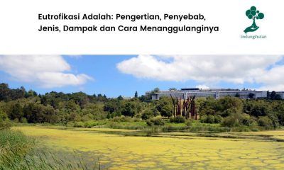 pengertian eutrofikasi dan cara menanggulangi