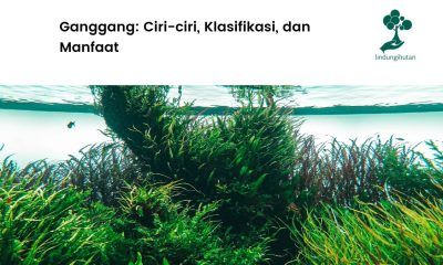 Serba-serbi tentang ganggang.