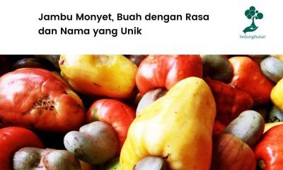 Mengenal buah jambu monyet dan sebra-serbinya.