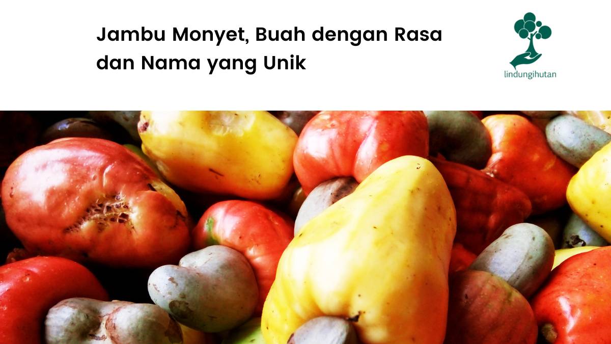 Mengenal buah jambu monyet dan sebra-serbinya.