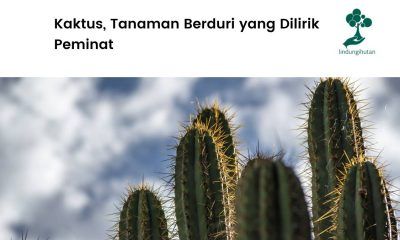 Tanaman kaktus dan cara merawatnya.