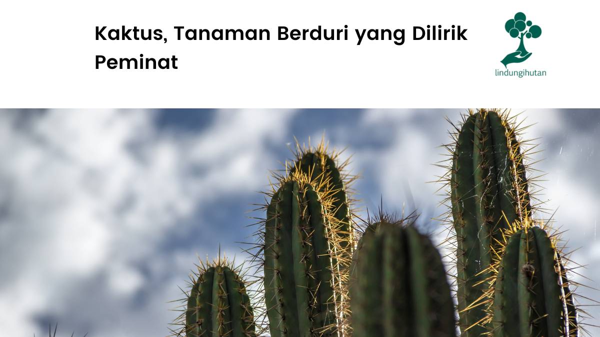 Tanaman kaktus dan cara merawatnya.