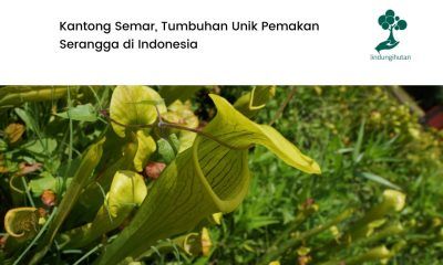 Kantong semar tumbuhan dilindungi