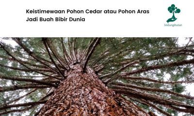 Serba-serbi pohon cedar.