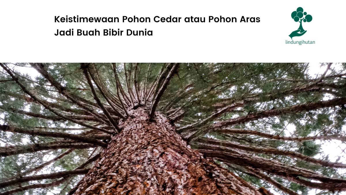 Serba-serbi pohon cedar.