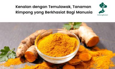 Mengenal tanama temulawak dan manfaatnya.