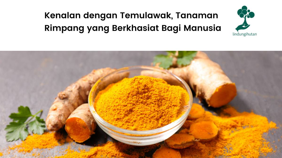 Mengenal tanama temulawak dan manfaatnya.