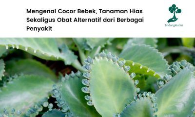 serba-serbi cocor bebek.
