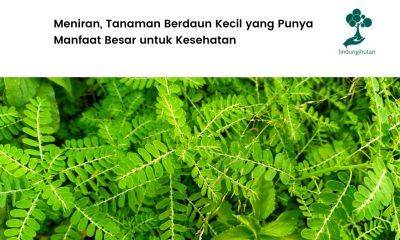 serba-serbi meniran.