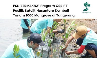 PT Pasifik Satelit Nusantara tanam 1000 mangrove
