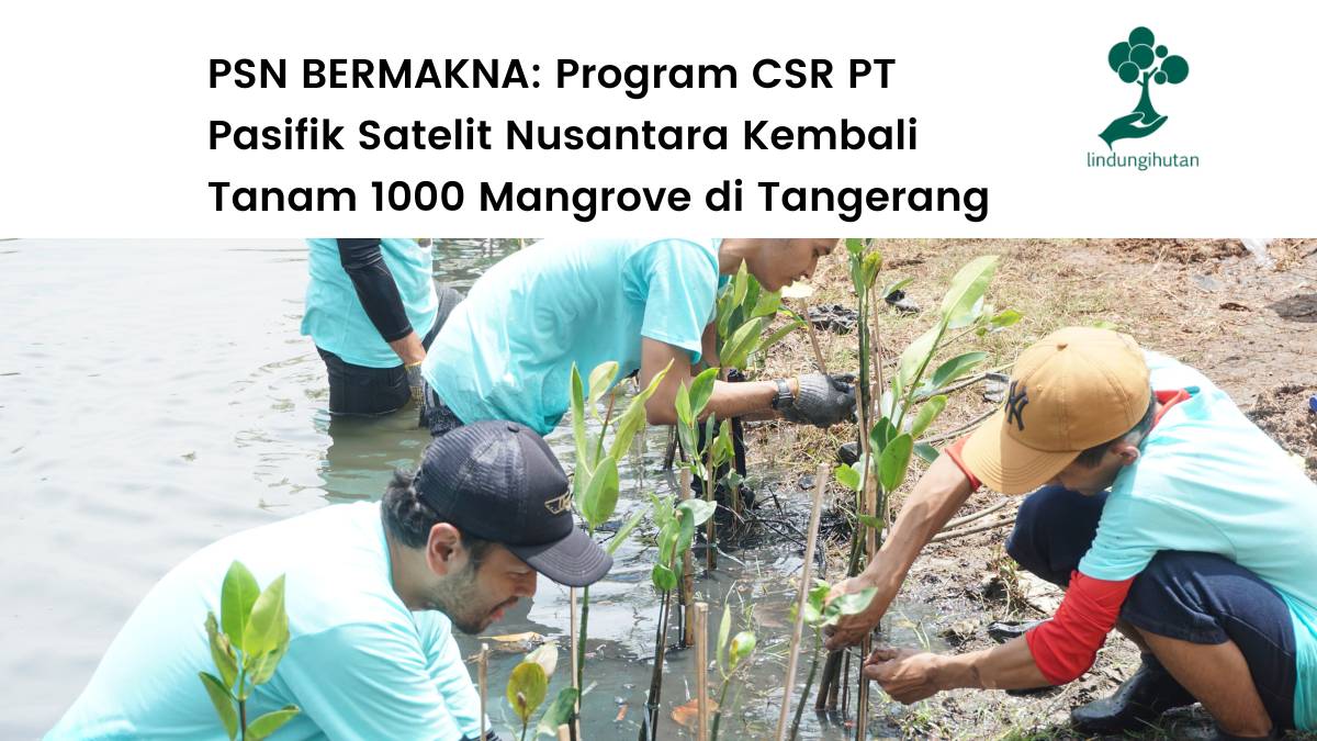 PT Pasifik Satelit Nusantara tanam 1000 mangrove