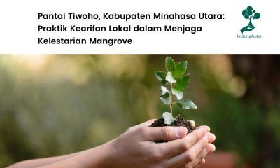 Pantai tiwoho dan kelestarian mangrove.