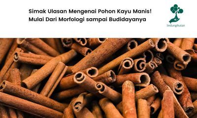 Simak ulasan tentan pohon kayu manis.