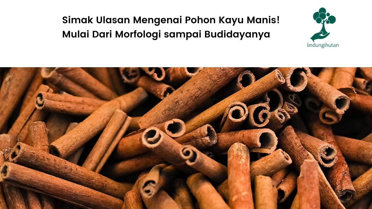 Simak ulasan tentan pohon kayu manis.