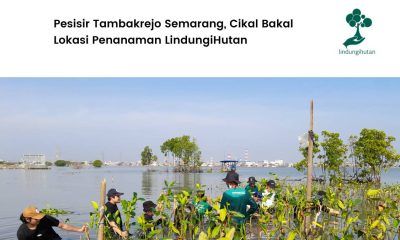 Cikal bakal penanaman LindungiHutan