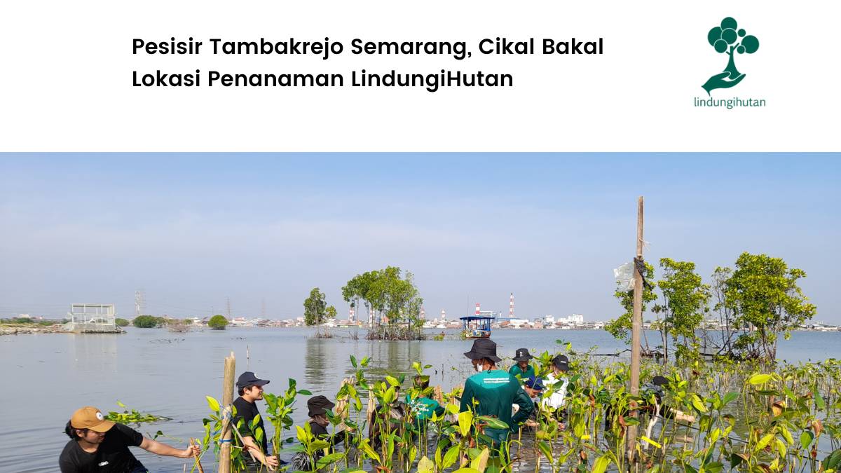 Cikal bakal penanaman LindungiHutan