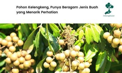 Pohon kelengkeng dan manfaat buahnya.
