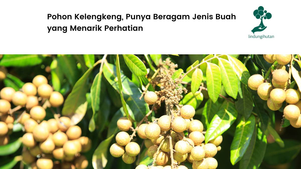 Pohon kelengkeng dan manfaat buahnya.