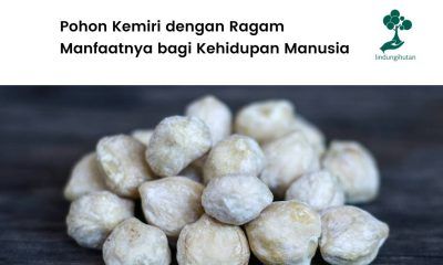 Serba-serbi buah kemiri.