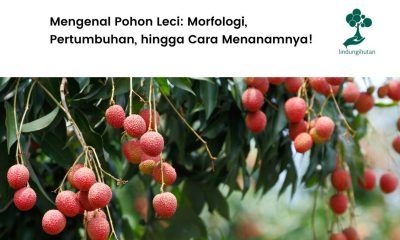 Penjelasan tentang pohon leci.