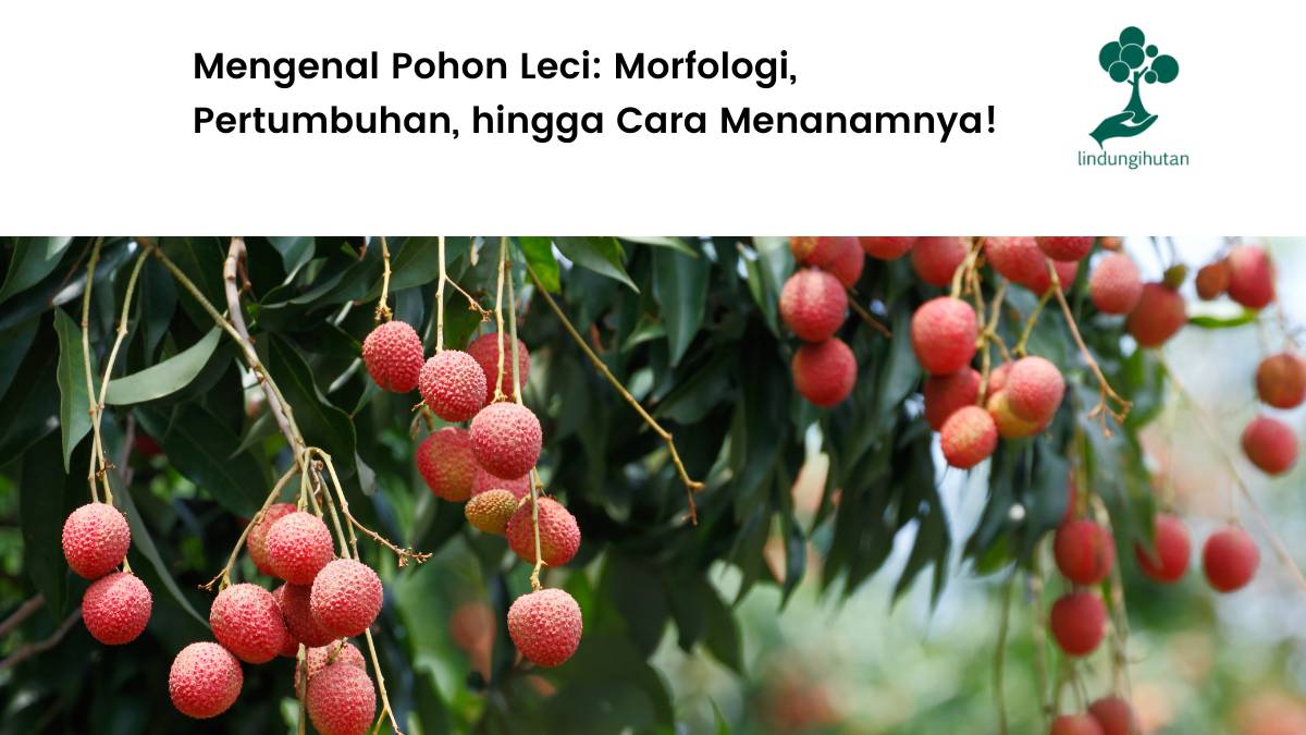 Penjelasan tentang pohon leci.