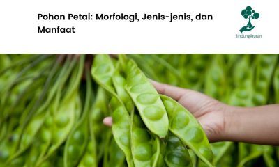 Mengenal lebih jauh pohon petai.