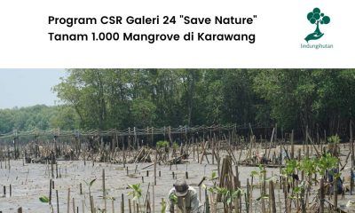 galeri 24 tanam 1000 mangrove