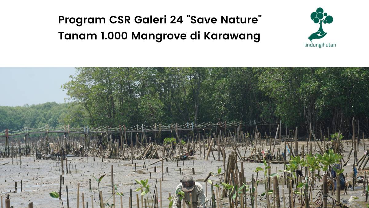 galeri 24 tanam 1000 mangrove