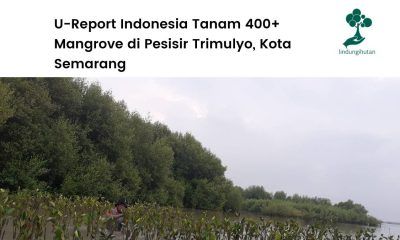 U-Report hijaukan pesisir Trimulyo.