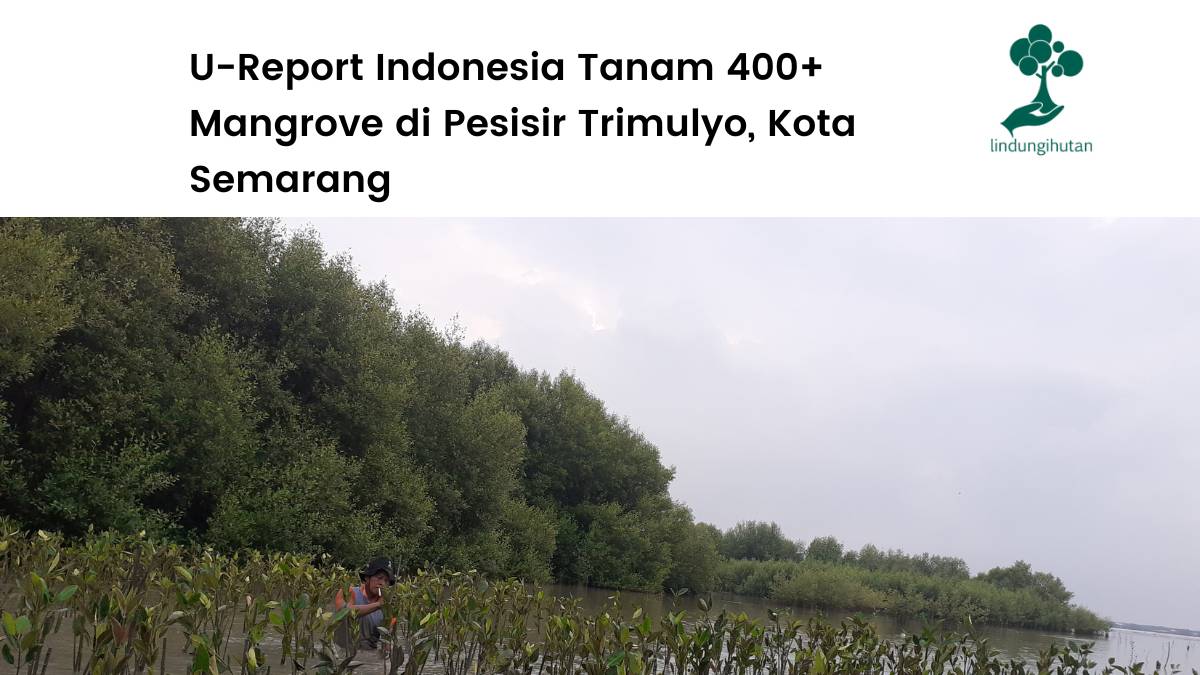 U-Report hijaukan pesisir Trimulyo.