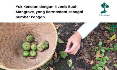 Kenalan dengan buah mangrove.