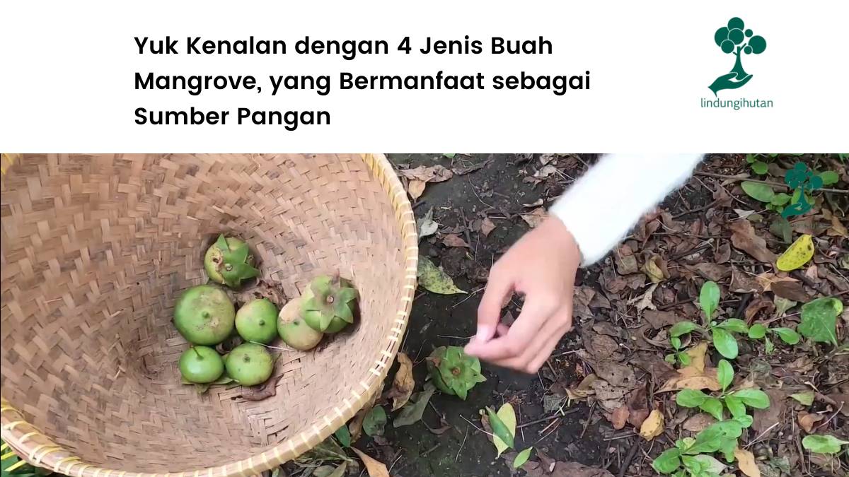 Kenalan dengan buah mangrove.