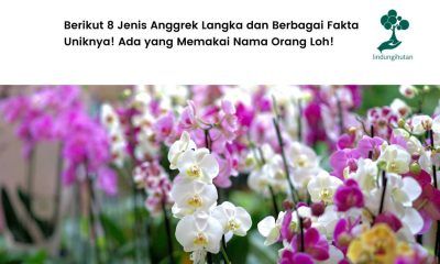 8 jenis anggrek langka.