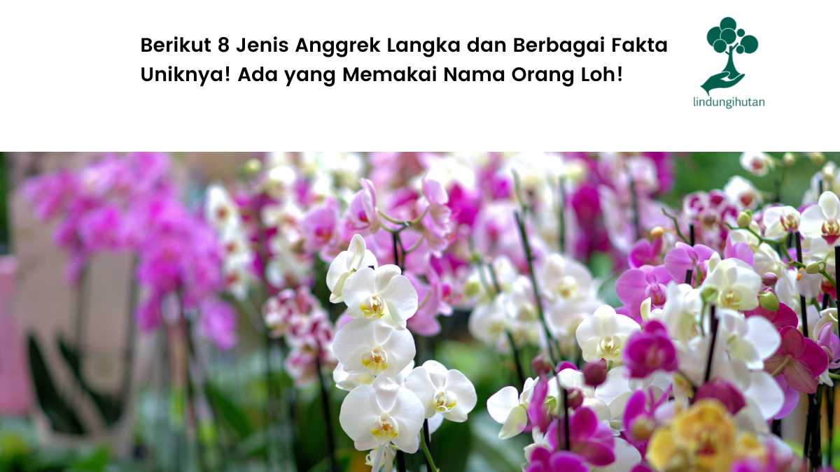 8 jenis anggrek langka.