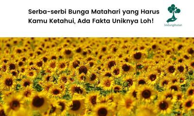 Mengenal bunga matahari lebih lanjut.