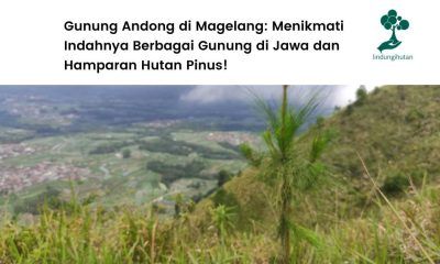 Kondisi Gunung Andong.