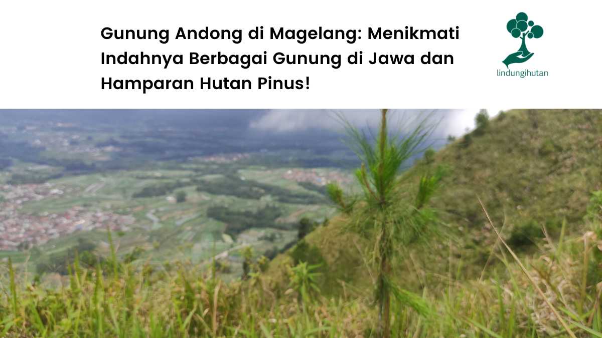 Kondisi Gunung Andong.