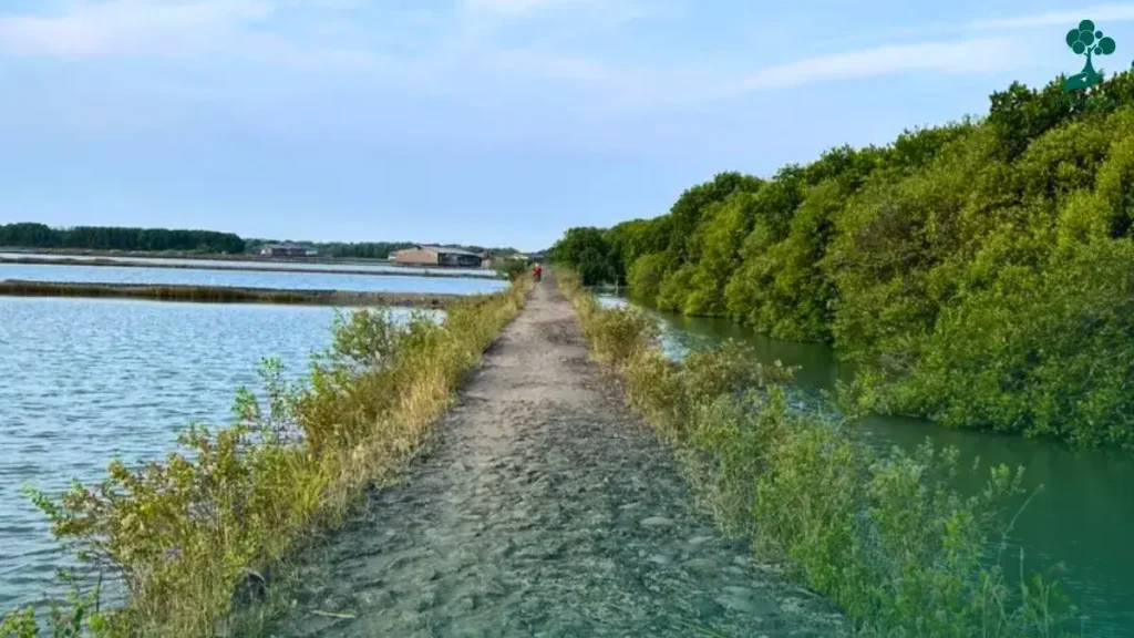 Lokasi-Ekowisata-Mangrove-Caplok-Barong