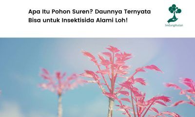 Mengenal pohon suren.