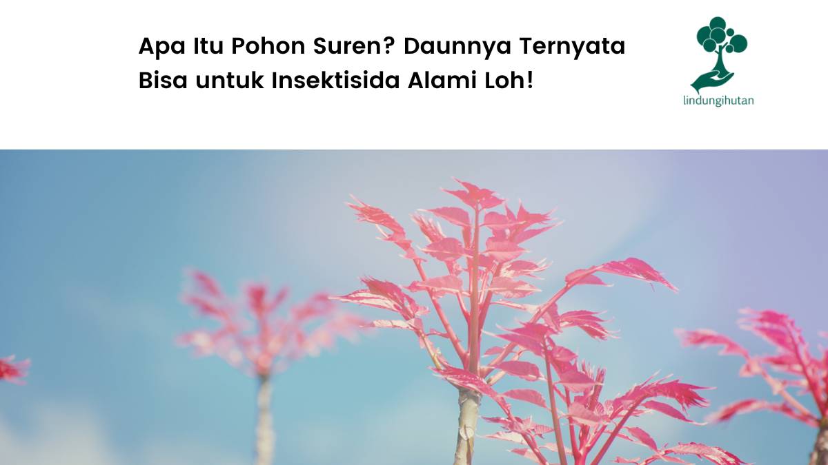 Mengenal pohon suren.