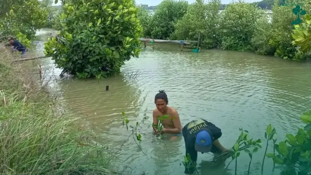 Penanaman-mangrove-di-Ekowisata-Hutan-Mangrove-Caplok-Barong