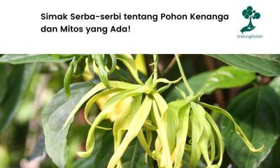 Serba-serbi pohon kenanga