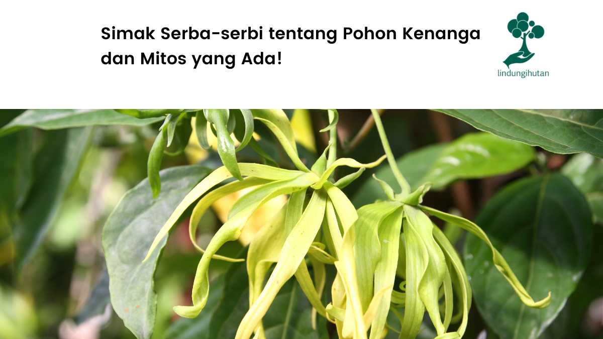 Serba-serbi pohon kenanga