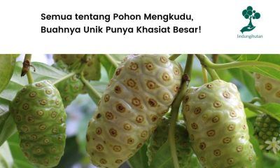 Manfaat pohon mengkudu.